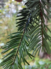 Abies alba