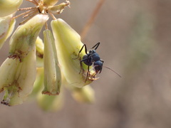 Camponotus sericeus