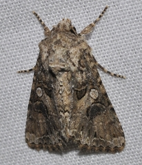 Anarta pugnax