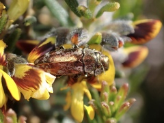 Diphucrania acuducta