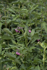 Symphytum