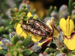 Diphucrania acuducta