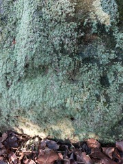 Leucobryum juniperoideum