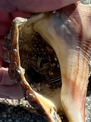 Clibanarius vittatus