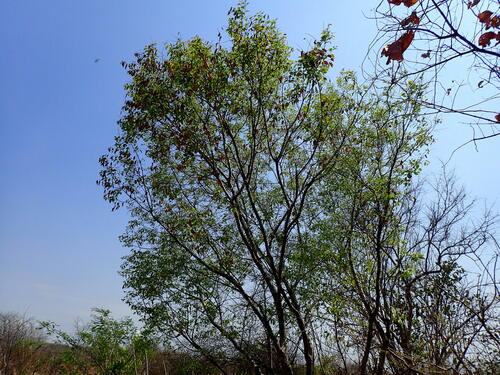 Image of Olax dissitiflora by (c) Mahomed Desai, some rights reserved (CC BY)
