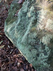 Leucobryum juniperoideum