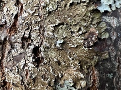 Melanelixia subaurifera