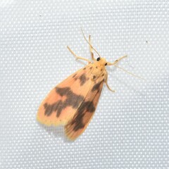 Miltochrista arcuata
