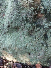 Leucobryum juniperoideum