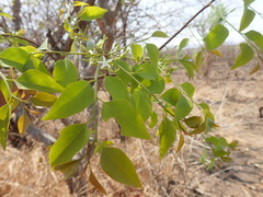Olax dissitiflora