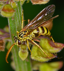 Poecilopompilus mixtus