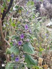 Haplanthodes verticillatus