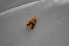 Miltochrista arcuata
