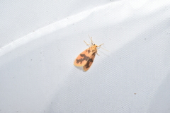 Miltochrista arcuata