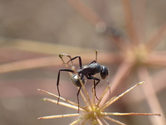 Camponotus sericeus