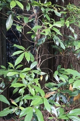 Actinodaphne mushaensis