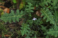 Solanum prinophyllum