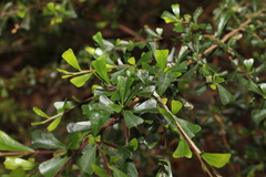 Dodonaea viscosa cuneata