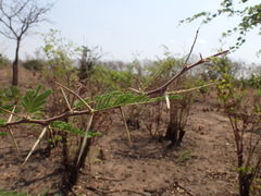 Vachellia gerrardii