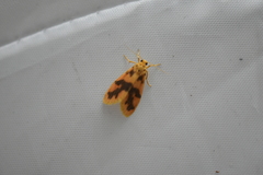 Miltochrista arcuata