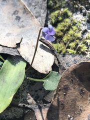 Viola sieberiana