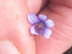 Viola sieberiana