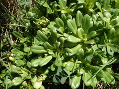 Lysimachia mauritiana
