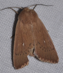 Mythimna sicula