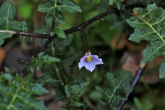 Solanum prinophyllum