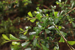 Dodonaea viscosa cuneata