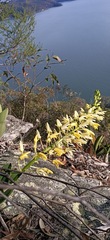 Dendrobium speciosum speciosum