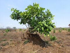 Millettia stuhlmannii