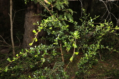 Dodonaea viscosa cuneata