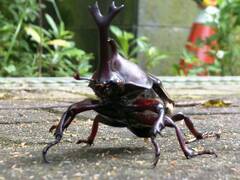 Trypoxylus dichotomus tsunobosonis