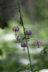 Lilium martagon pilosiusculum