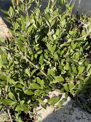 Avicennia germinans