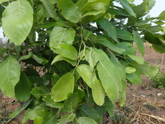 Millettia stuhlmannii