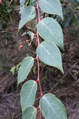 Gaultheria leucocarpa