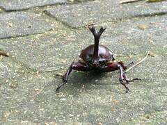 Trypoxylus dichotomus tsunobosonis