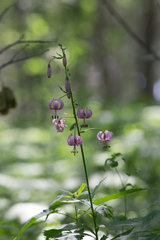 Lilium martagon pilosiusculum