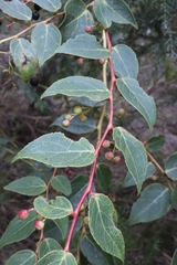 Gaultheria leucocarpa