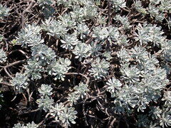 Crossostephium chinense