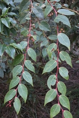 Gaultheria leucocarpa