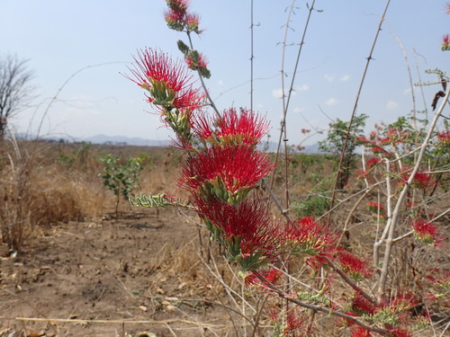 Combretum microphyllum (Combretum microphyllum)