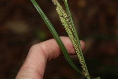 Carex polyantha