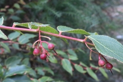 Gaultheria leucocarpa