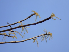 Lannea discolor