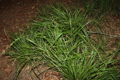 Carex polyantha