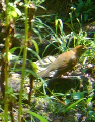 Hylocichla mustelina