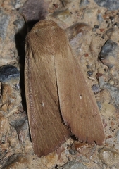Mythimna sicula